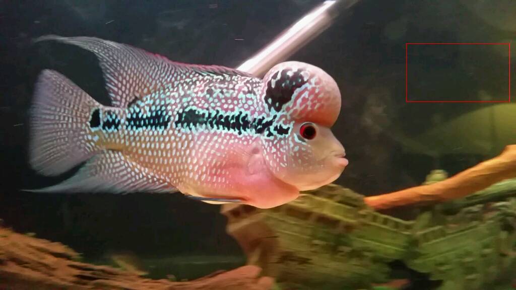 Pearl SRD Flowerhorn in Stockport Manchester Gumtree