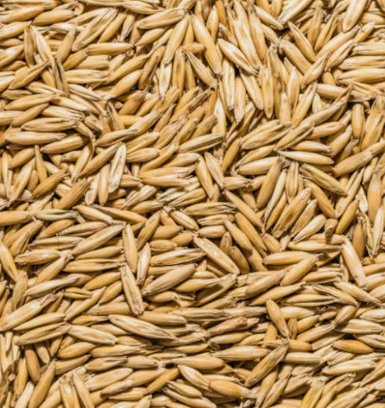 Cat Grass Oat Seeds 1LB  3,000+ Seeds Grow Your Pets Garden USA Grown Free Ship