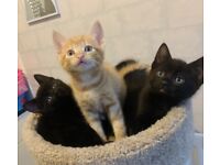 Beautiful black kittens ready for new homes