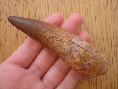 Buying-Fossil-Dinosaur-Teeth-What-You-Should-Know-