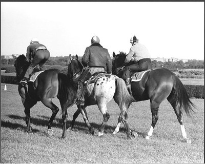 SECRETARIAT /& RIVA RIDGE STABLEMATES SHARING A MEAL 8X10 PHOTO