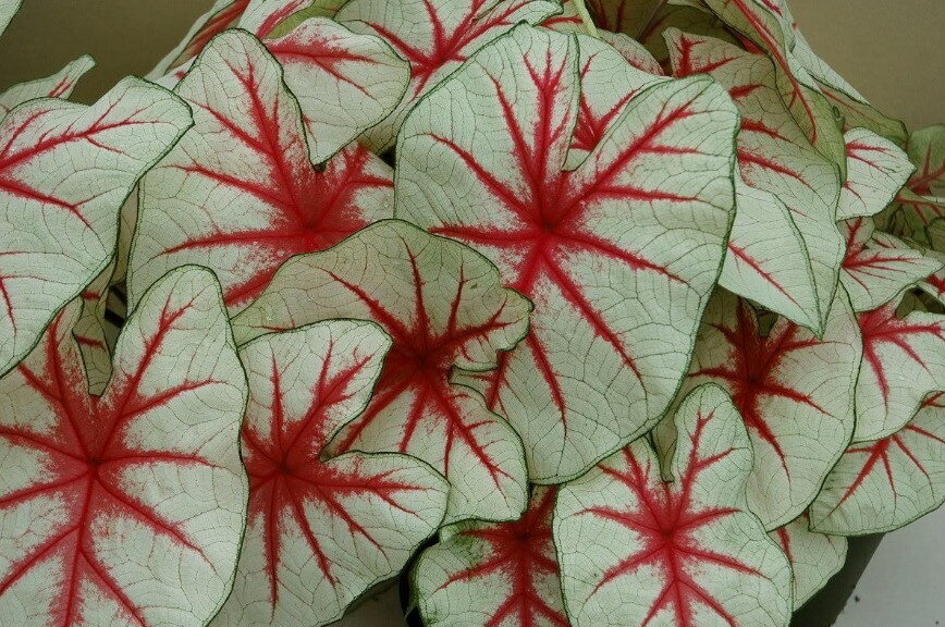 Caladium - Fiesta - Striking Red/White Leaves - Lot of 8 Bulbs