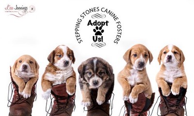 Stepping stones canine fosters