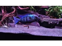Fosocromis rostratus xxl malawi cichlid fish rare 
