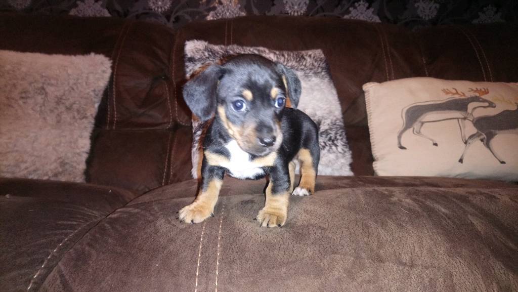 Dachshund x Jack Russell pups for sale. in Bolton, Manchester Gumtree