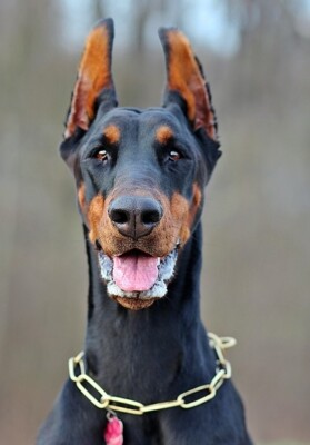 DOBERMAN PINSCHER *2X3 FRIDGE MAGNET* DOG PET MAN'S BEST FRIEND K9 PUPPY EARS