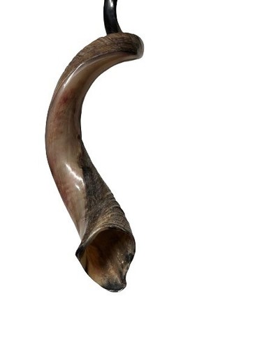 Shofar Yemenite Kudu Horn XL 31''- 41'' New KOSHER+Free Odor Spray Free Shipping