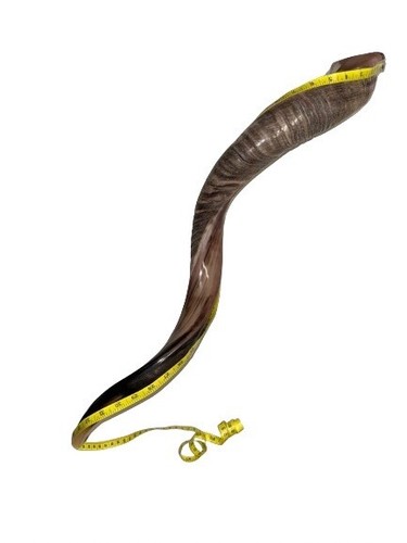 Yemenite Shofar Kudu Horn 27”-31”(70-80cm) KOSHER Made Free Shipping