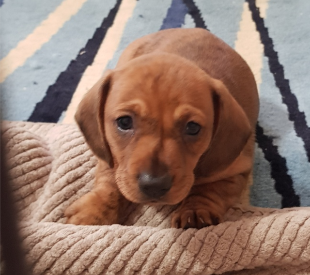Miniature Dachshund Puppy - 8 weeks old and ready to leave today | Dogs