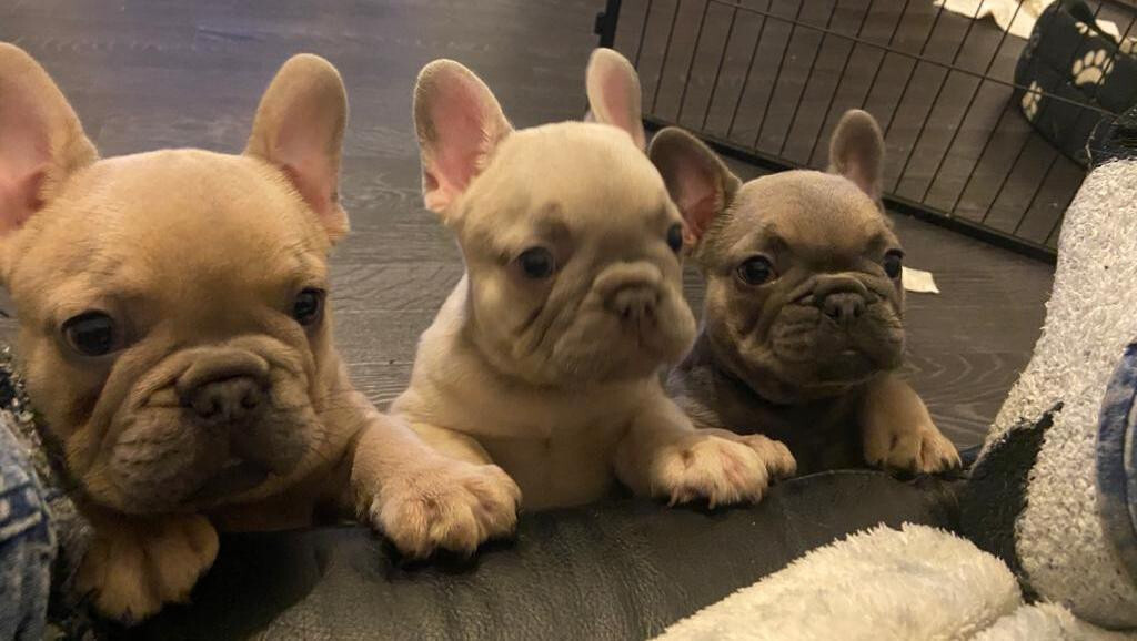 FRENCH BULLDOGS PUPPIES, LILAC FAWN BLUE FAWN ISABELLA CARRIERS, CREAM