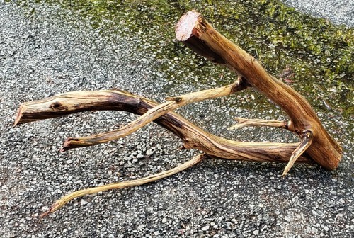 Large Manzanita Driftwood aquarium terrarium aquascape crafts