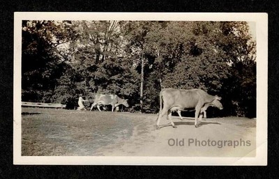 FUNNY FARM SCENE WOMAN BEING PULLED BY COW OLD/VINTAGE PHOTO SNAPSHOT- J656