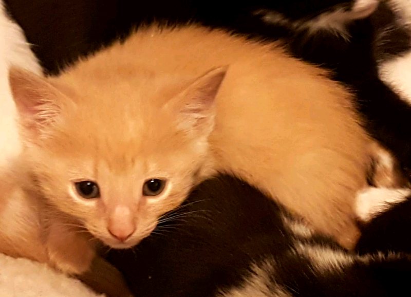 Mainecoone x Persian kittens for sale. Ready now in Dorking, Surrey