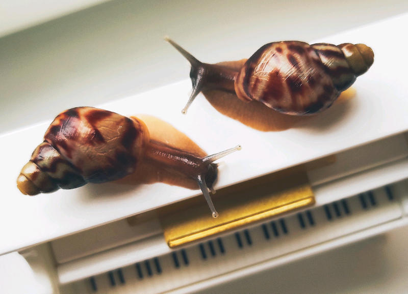 Giant Land Snails for sale in UK | View 90 bargains