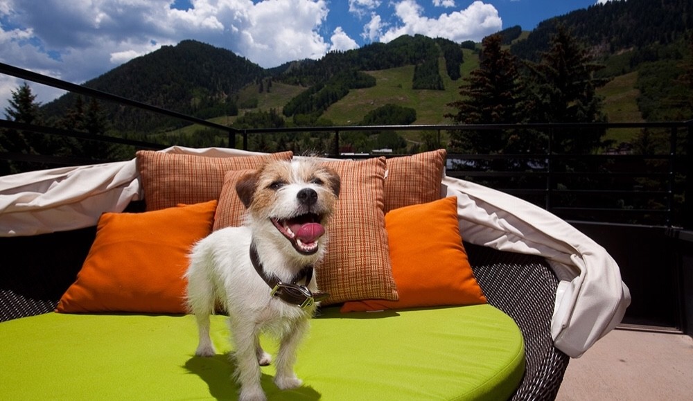 Host Hotel Aspen Gay Ski Week 2019 5 nights at Limelight Lodge Jan 16 to Jan 21