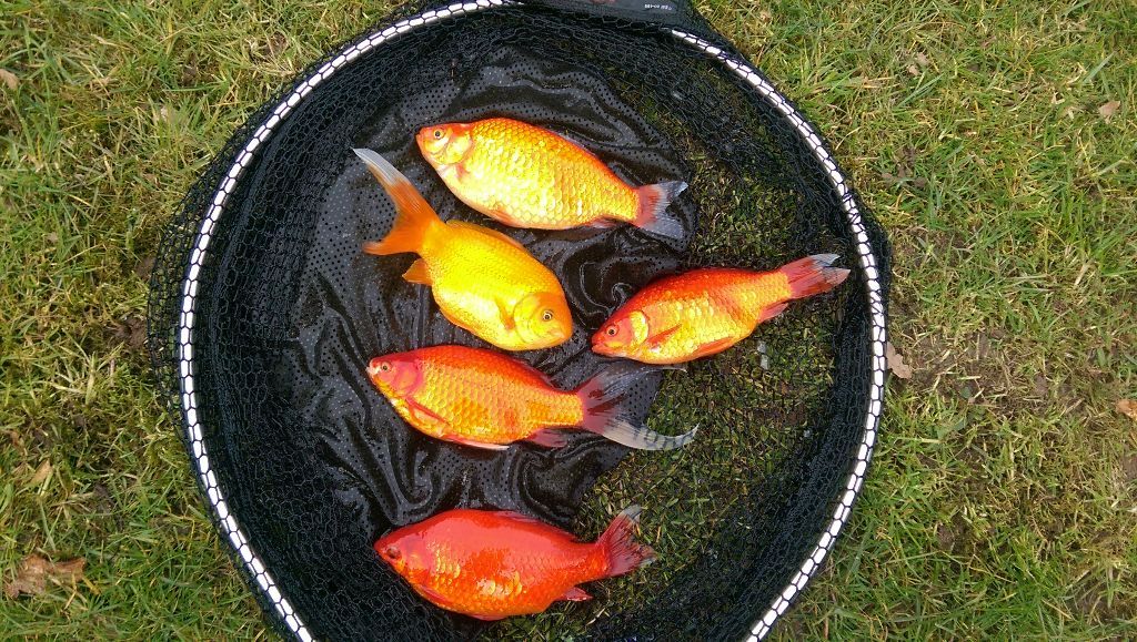 Pond fish, very nice, large goldfish, shubunkins for sale  in Lichfield, Staffordshire  Gumtree