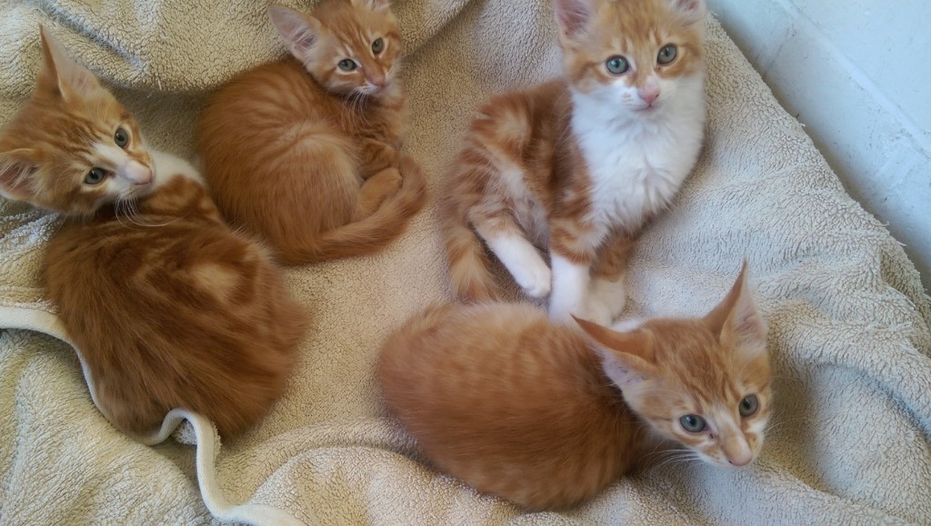 Ginger Kittens for sale in Enfield, London Gumtree