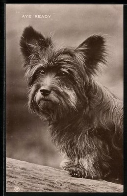 Ansichtskarte Aye Ready, Terrier, Portrait 