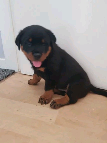 Kc registered rottweiler discount
