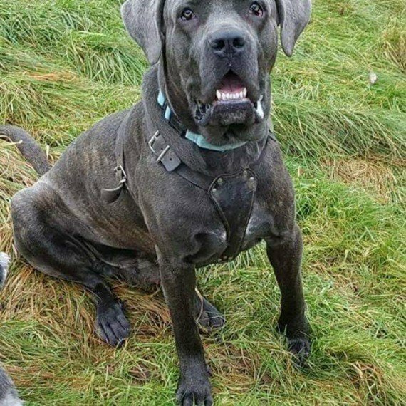 fantastic litter CANE CORSO pups in Wolverhampton, West Midlands