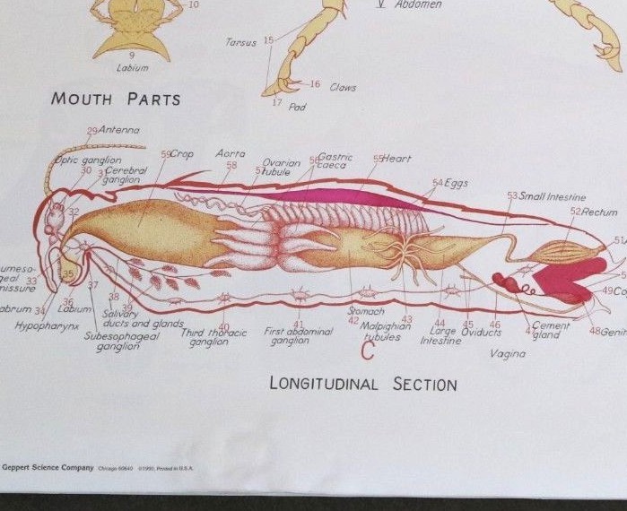 Vintage Denoyer - Geppert Biology Wall Chart #1886 - Grasshopper