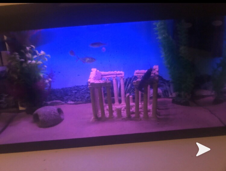 54ltr Fish tank + full setup in Tavistock, Devon Gumtree