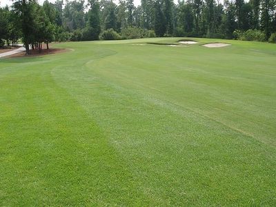 (On Backorder - Ships Feb 2025)Zenith Zoysia Grass Seed 100% Pure Seeds - 6 Lbs.