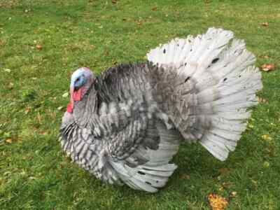 4+Blue slate turkeys  Hatching Eggs- Excellent Herritage Breed!