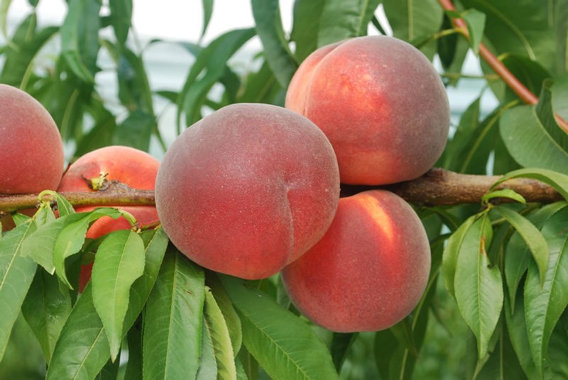 Pfirsichbaum 'Amsden' - Winterharte Pfirsich Pflanze 80-100cm Im Topf
