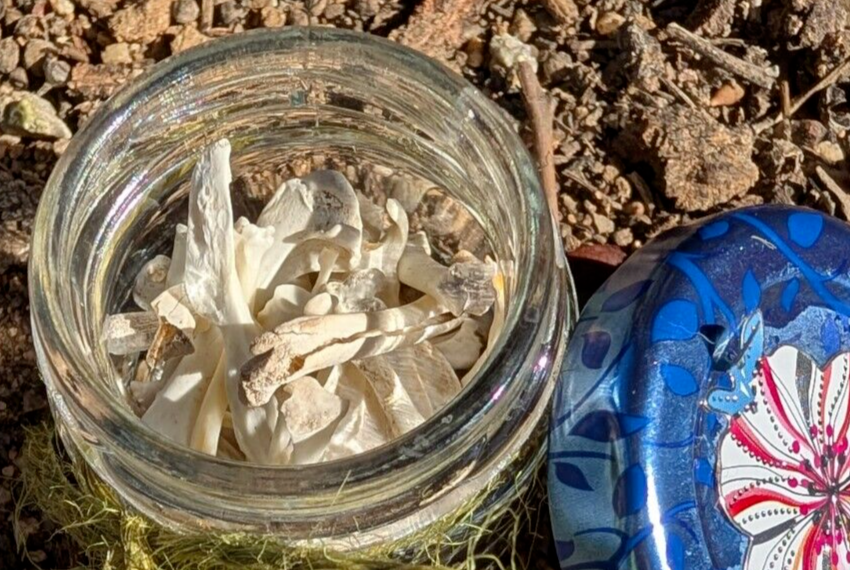 30 to 35 Owl Pellet Bones in a Small Glass Jar and a Bone Identification Chart.