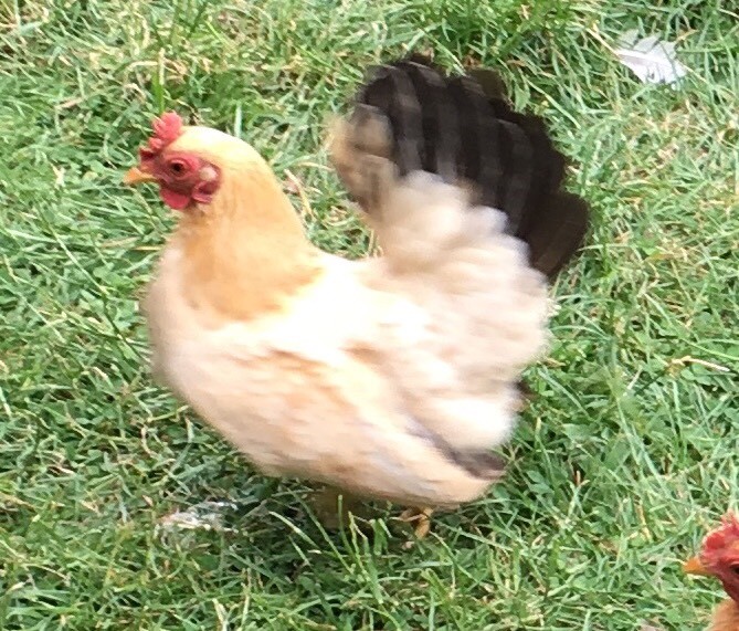 Japanese bantam hen chicken in Leicester, Leicestershire Gumtree