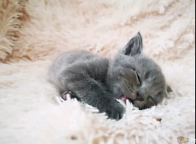 Grey kittens / Russian Blue