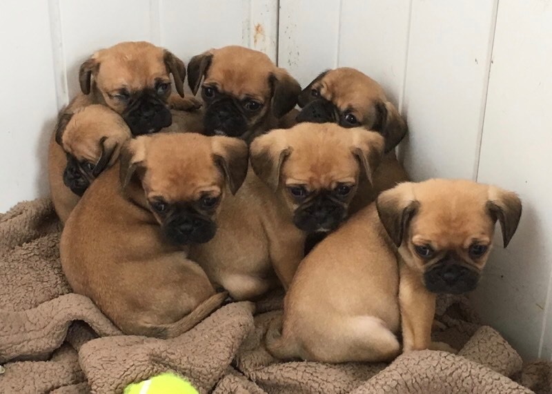 Pugalier pug X cavalier King Charles puppies 1 GIRL LEFT in Ipswich, Suffolk Gumtree