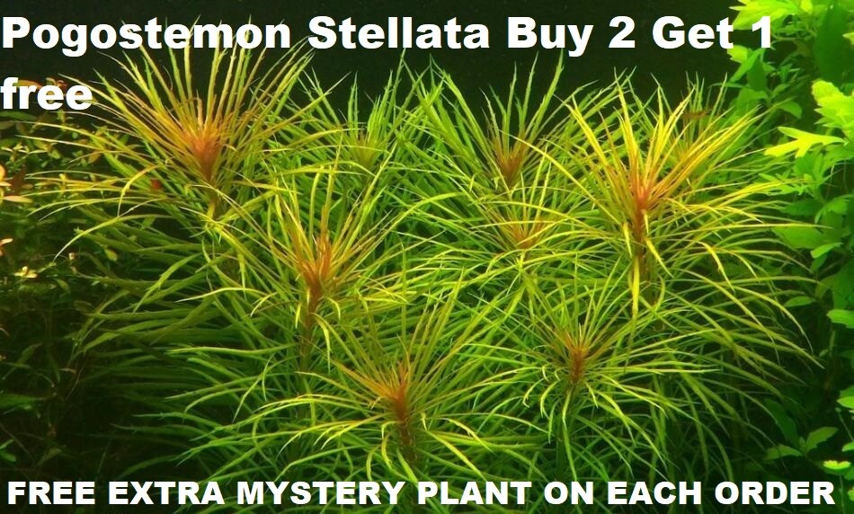 Buy 2 Get 1 free Eusteralis stellata Pogostemon Live Aquarium Plant  Freshwater 