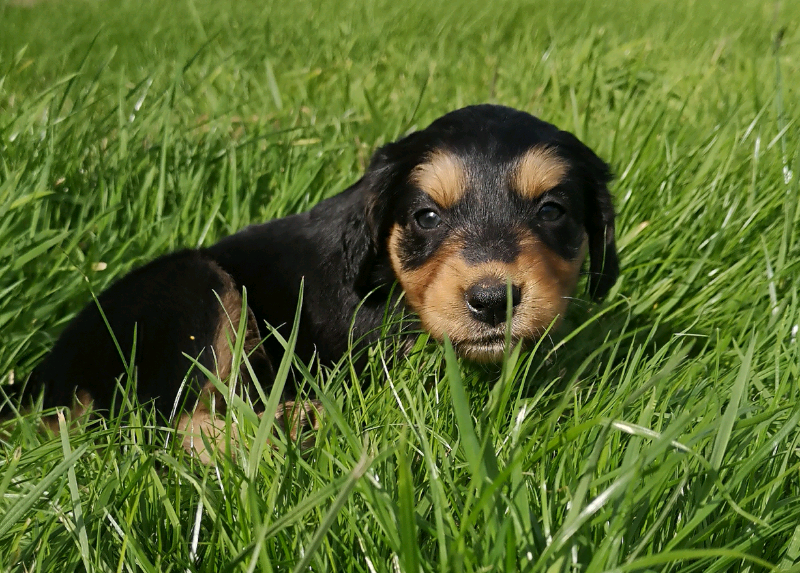 Cocker spaniel X border Collie pups