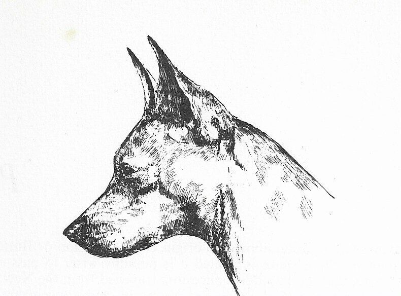 Miniature Pinscher #1 - CUSTOM MATTED - 1963 Vintage Dog Art Print 0507 CLD