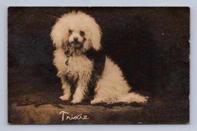 Cute Little White Terrier Dog ''Trixie Hickle'' RPPC Antique Studio Pet Photo 1910