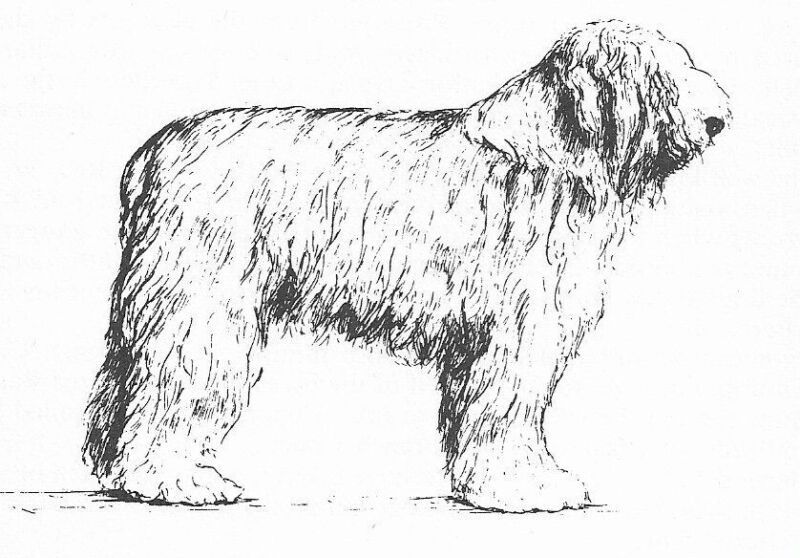 Old English Sheepdog #3 - CUSTOM MATTED - 1963 Vintage Dog Art Print 0507 CLD