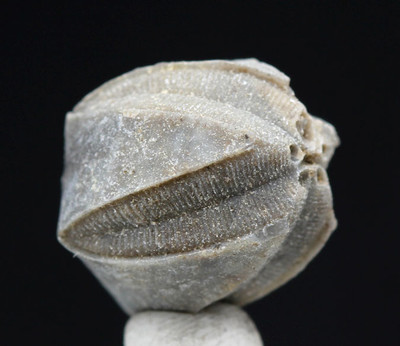 Blastoid Specimen NICE Fossil Sea Life Echinoderm Mineral INDIANA w/ ID card