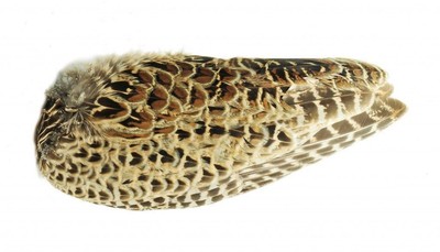 Hen Pheasant Ringneck Whole Wings
