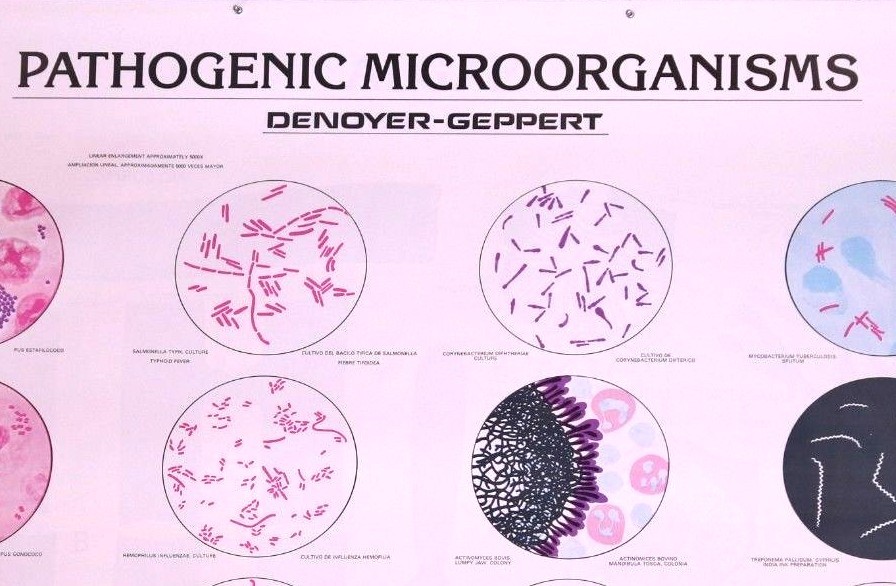 Vintage Denoyer - Geppert Biology Wall Chart #1910 - Pathogenic Microorganisms
