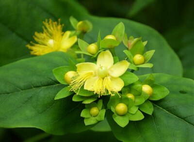 Hypericum shrub 1000 SEEDS Hypericum Anderosaemum, hardy zone 6-10, BULK seeds.