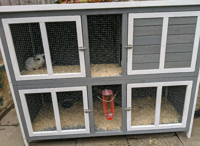 Bluebell rabbit hutch in York, North Yorkshire Gumtree