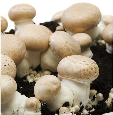 WAS?! Jetzt im Nachfüllpack: Zucht-Substrat für braune Wald-Champignons PILZBRUT
