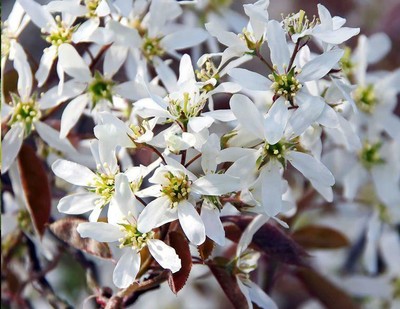 1st. Felsenbirne 50-80cm weissblühend Wildsträucher % Sale % Wurzelware