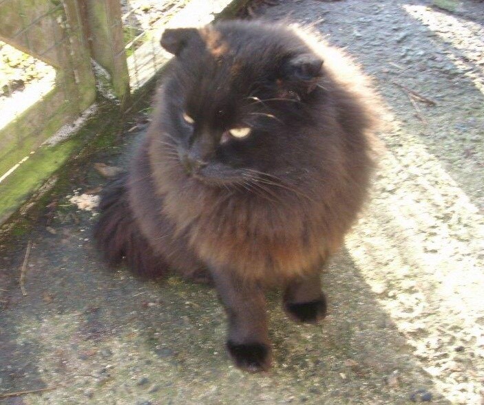 Stunning long haired Black Cat in Stranmillis, Belfast Gumtree