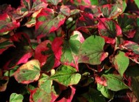 Vollschatten Pflanzen, Sämereien & Blumenzwiebeln