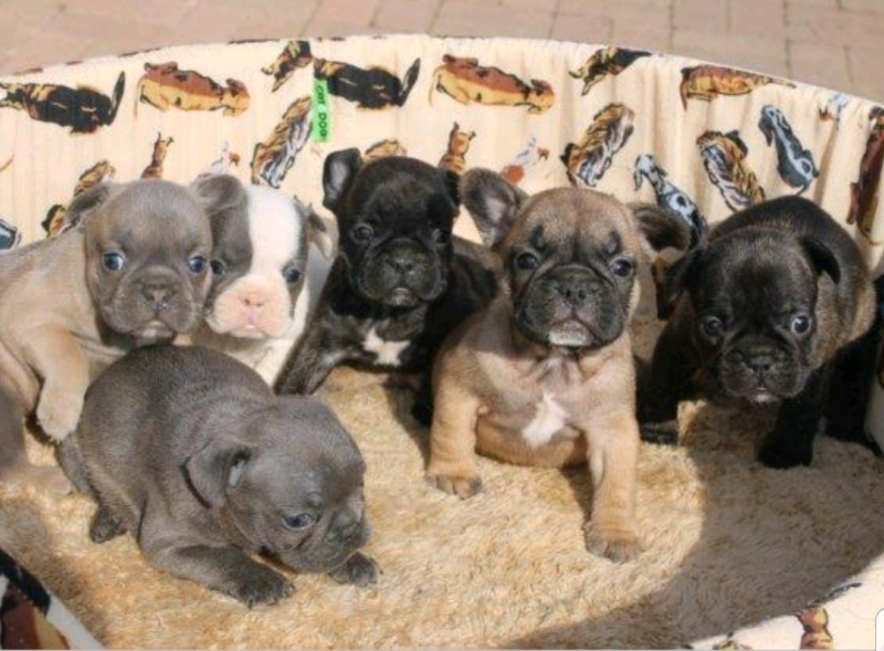 77+ How Many Litter Can A French Bulldog Have Picture Bleumoonproductions