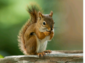 Image result for squirrel stock