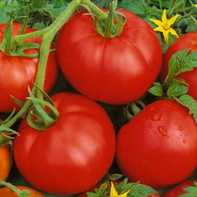 1/2 oz Tomato Seed, Bonny Best, Non-Gmo Heirloom Tomatoes, Cold Climates